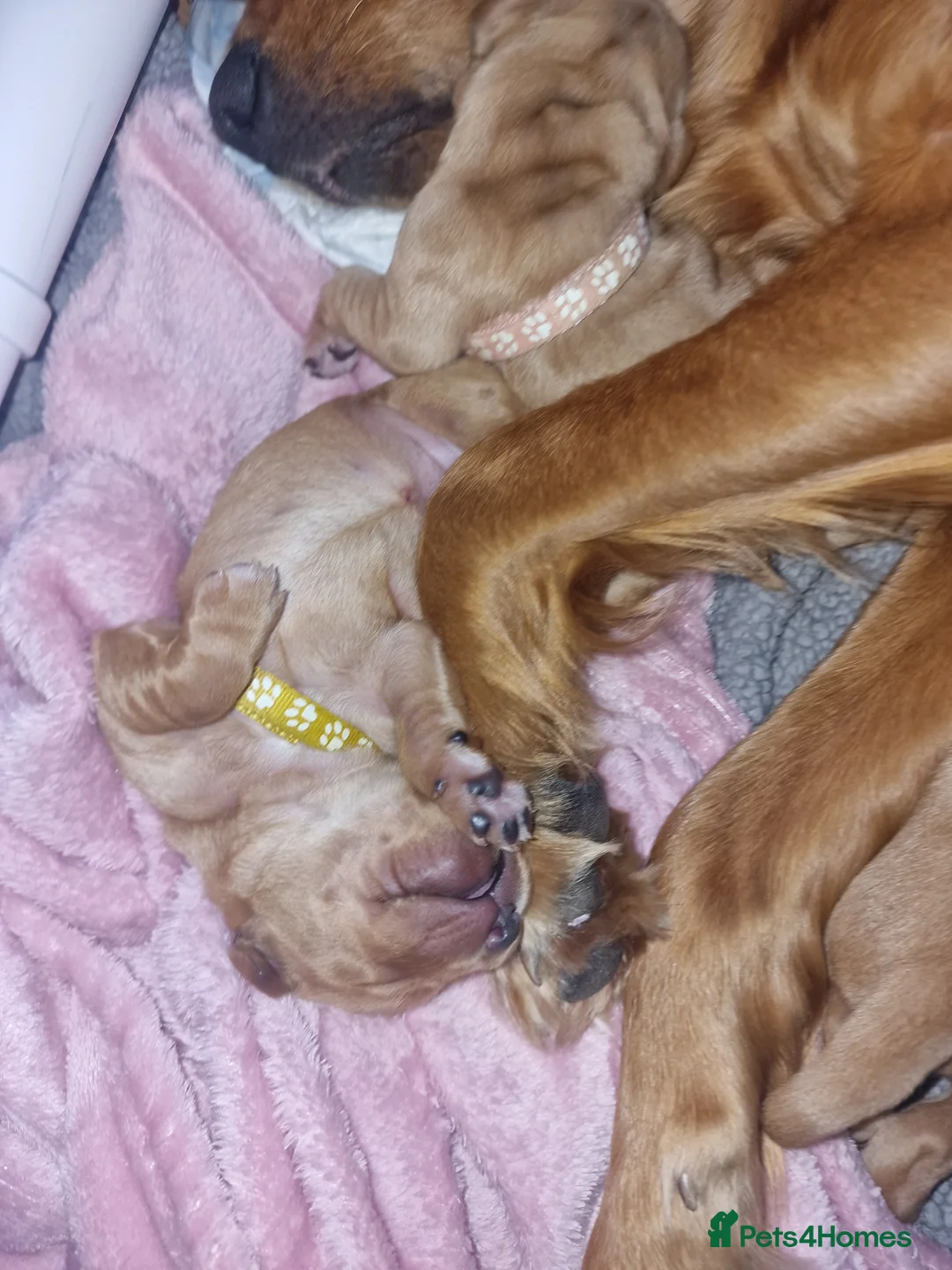 Golden Retriever dogs for sale: Beautiful KC-Registered Golden Retriever Puppies - Advert 22
