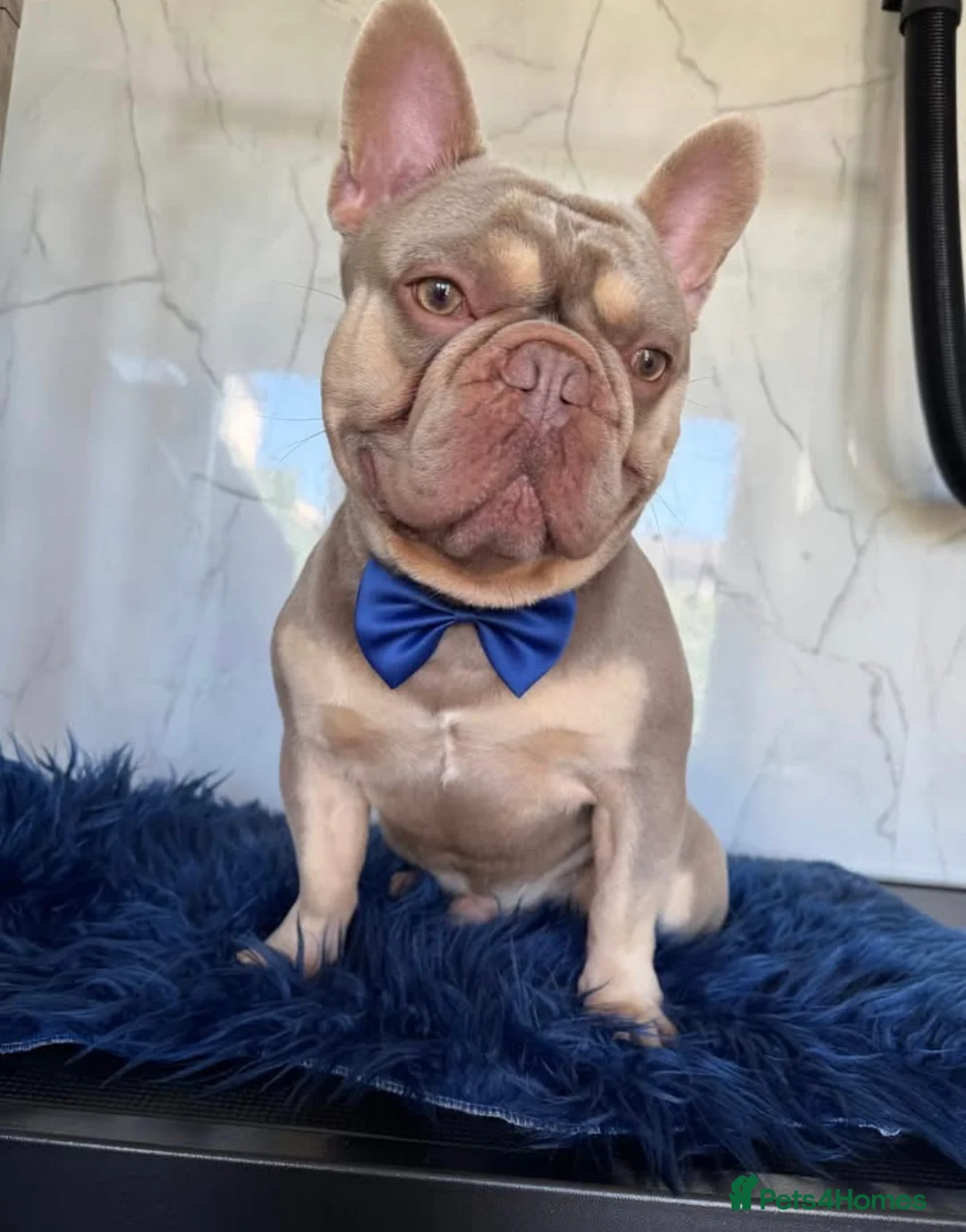 French Bulldog dogs for stud: French bulldog stud new shade Isabella & Tan - Advert 1