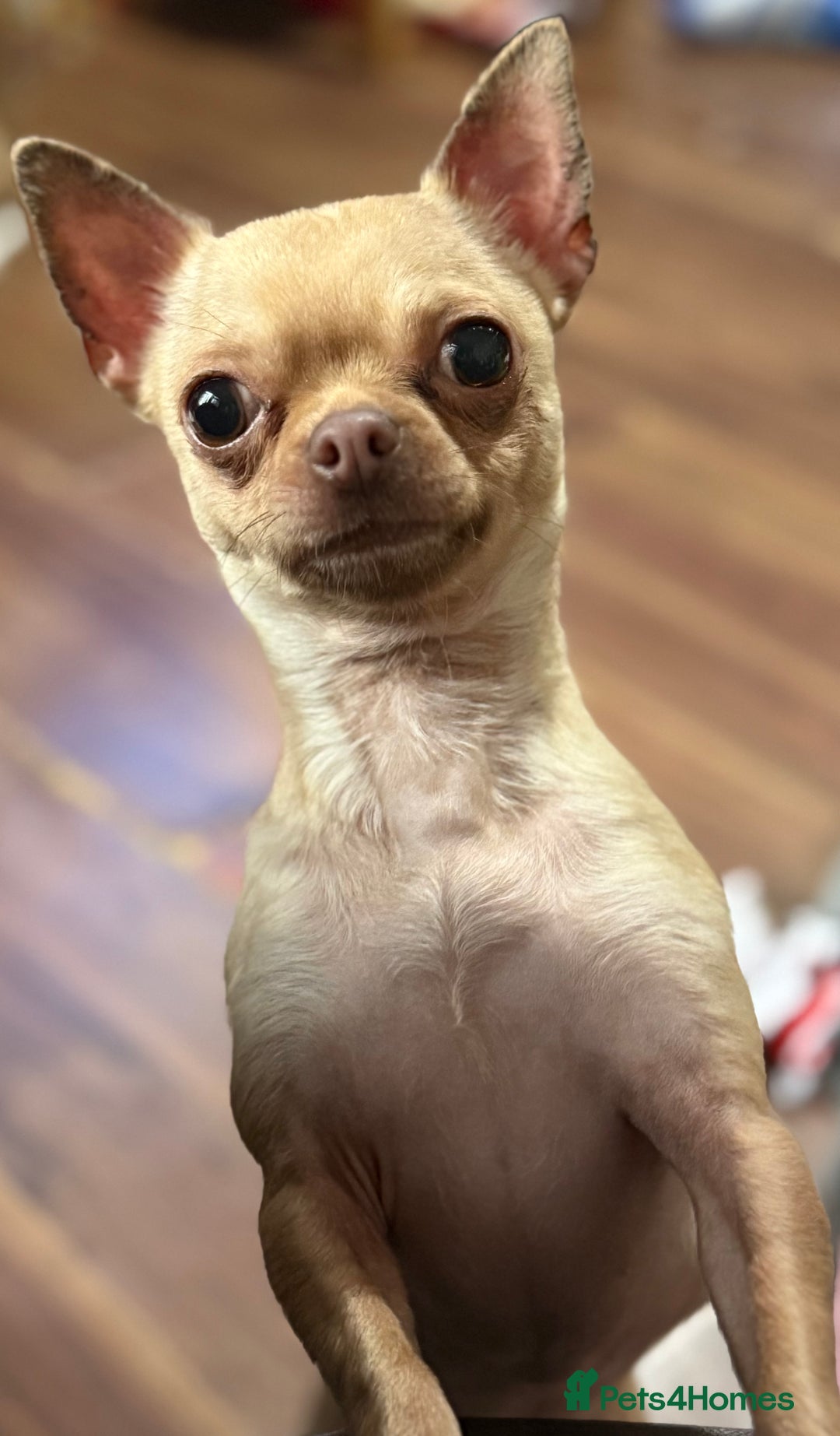 Chorkie dogs for sale: Buddy - 2-Year-Old Chorkie - Image 2