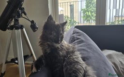 Ragdoll cats for sale: Ragdoll Siberian Kittens in London - Image 8