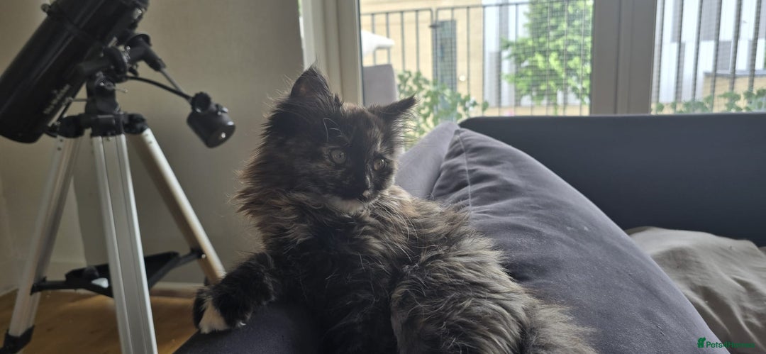 Ragdoll cats for sale: Ragdoll Siberian Kittens in London - Image 8