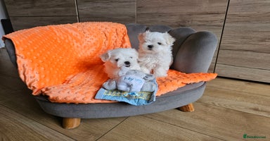 Maltese dogs - Advert 9