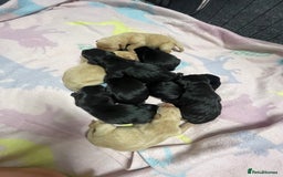 Labrador Retriever dogs for sale: Adorable KC registered fox red and black labs  - Image 31