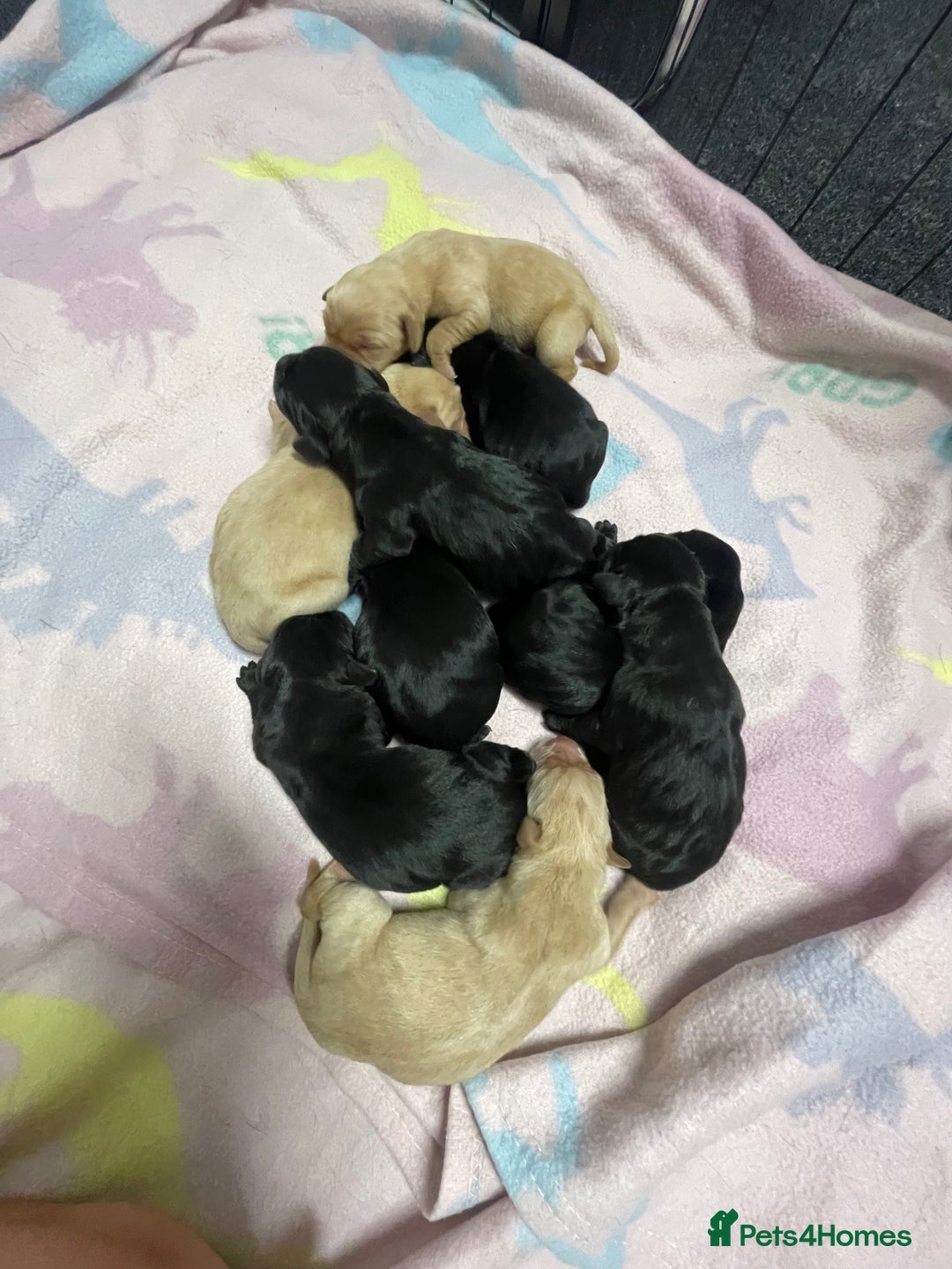 Labrador Retriever dogs for sale: Adorable KC registered fox red and black labs  - Image 31