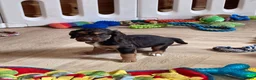 Cocker Spaniel dogs for sale: 7 BEAUTIFUL KC WORKING TYPE COCKER SPANIEL  - Advert 19