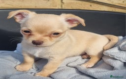 Mixed Breed dogs for sale: Jack russell x chihuahua  - Image 3
