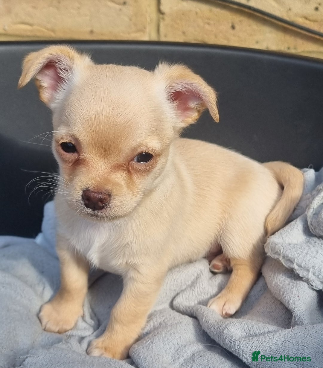 Mixed Breed dogs for sale: Jack russell x chihuahua  - Image 3