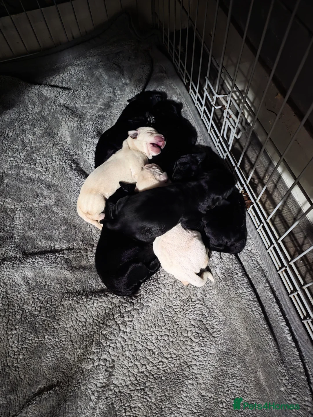 Labrador Retriever dogs for sale: Labrador pups for sale - Advert 5