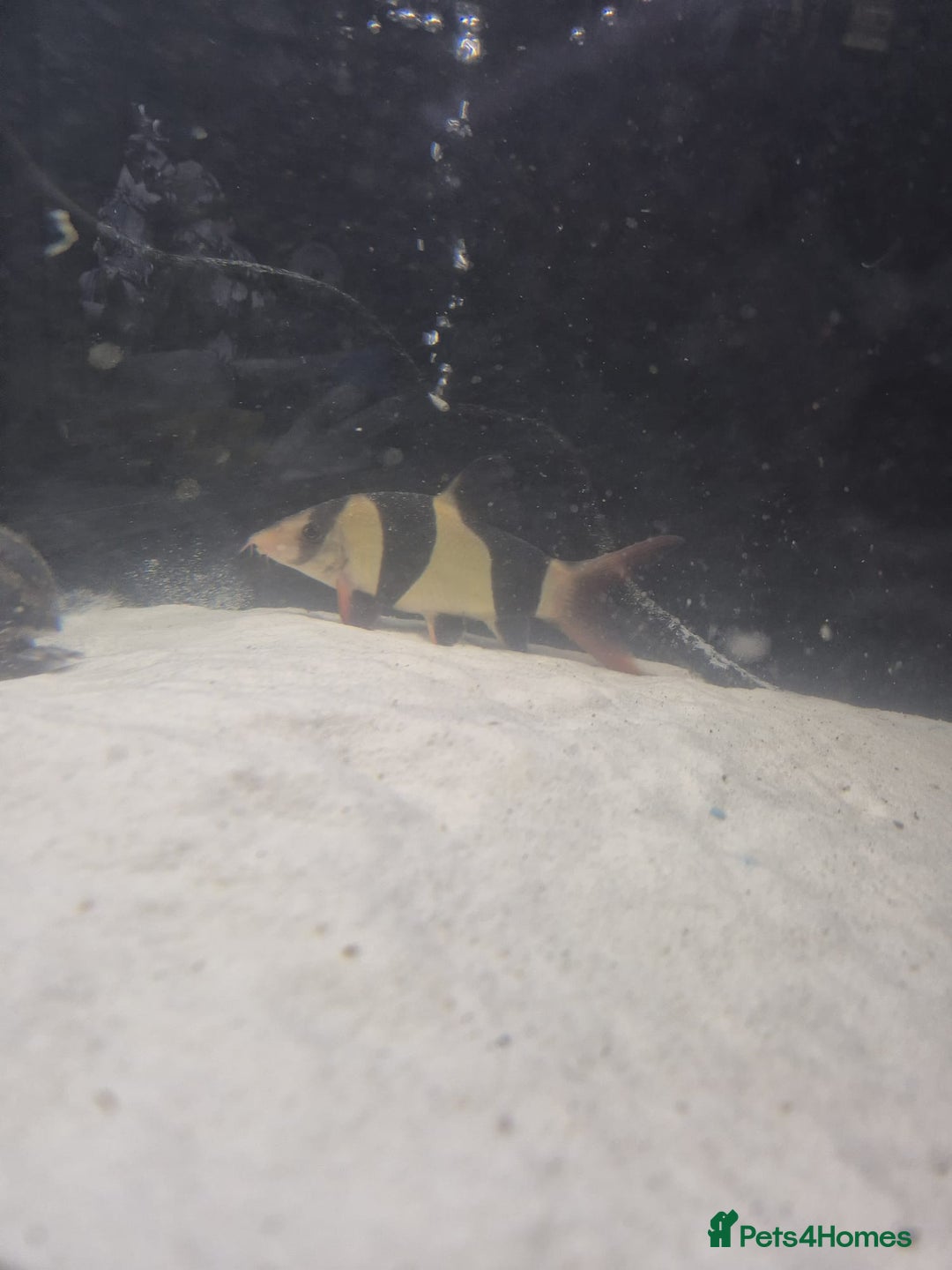 Other/Mixed Breed fish for sale: Fluvel fish tank complete set up  - Advert 11