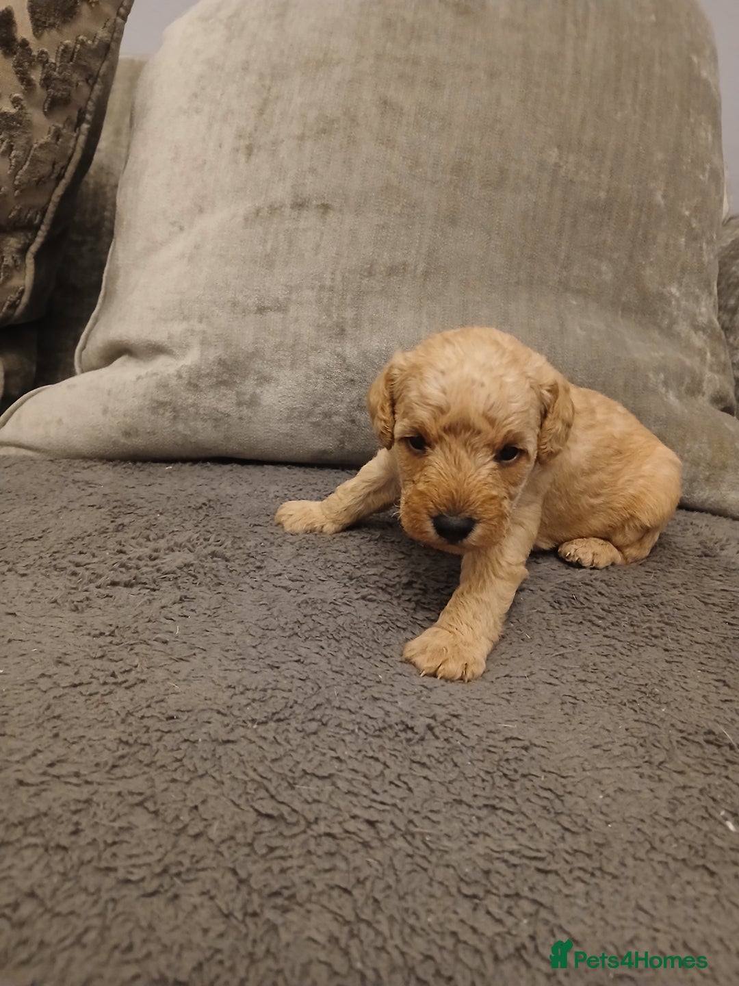 Schnoodle dogs for sale: Schnoodle puppies  - Advert 12