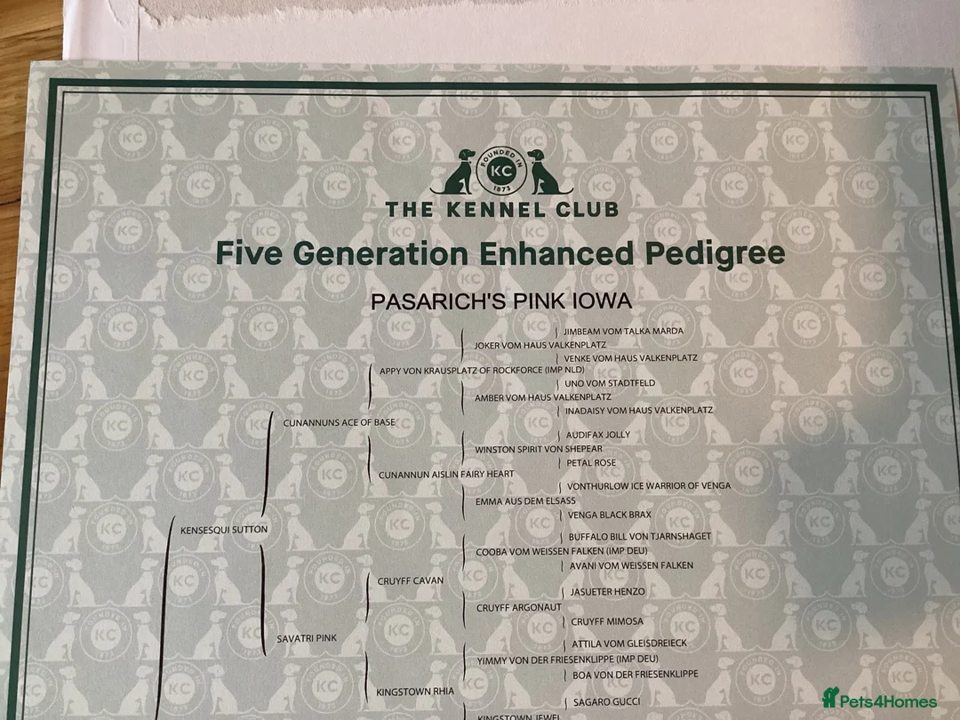 German Shepherd dogs for sale: Beautiful Female 15 Month Old German Shepard.   - Advert 6