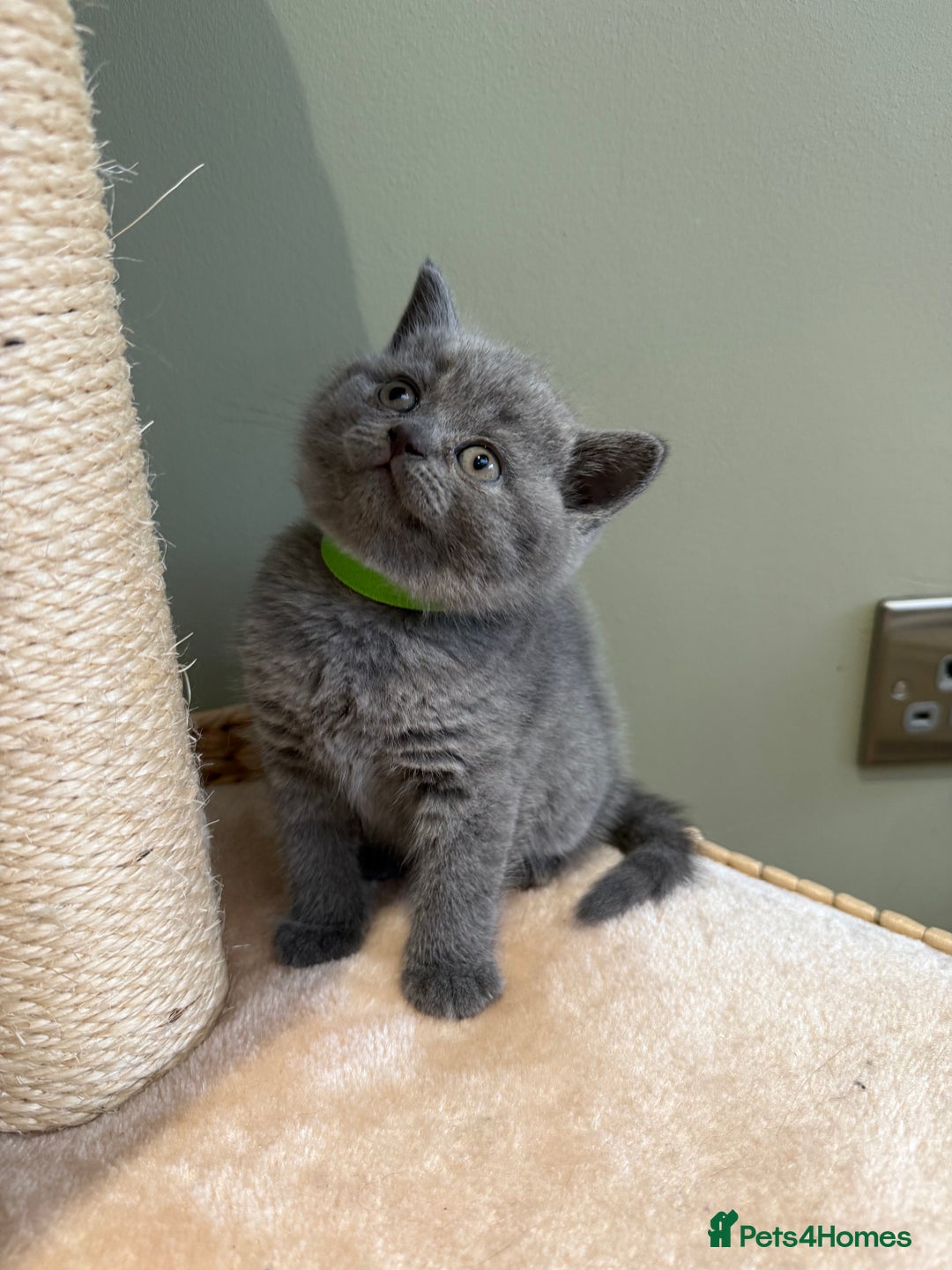 British Shorthair cats for sale: Gorgeous British Shorthair Blue Kittens - Advert 9