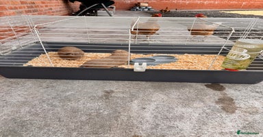 Guinea Pig rodents - Advert 14