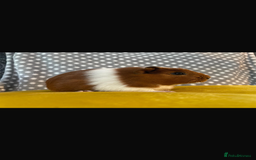 Guinea Pig rodents for sale: Sister guinea pigs  - Image 3