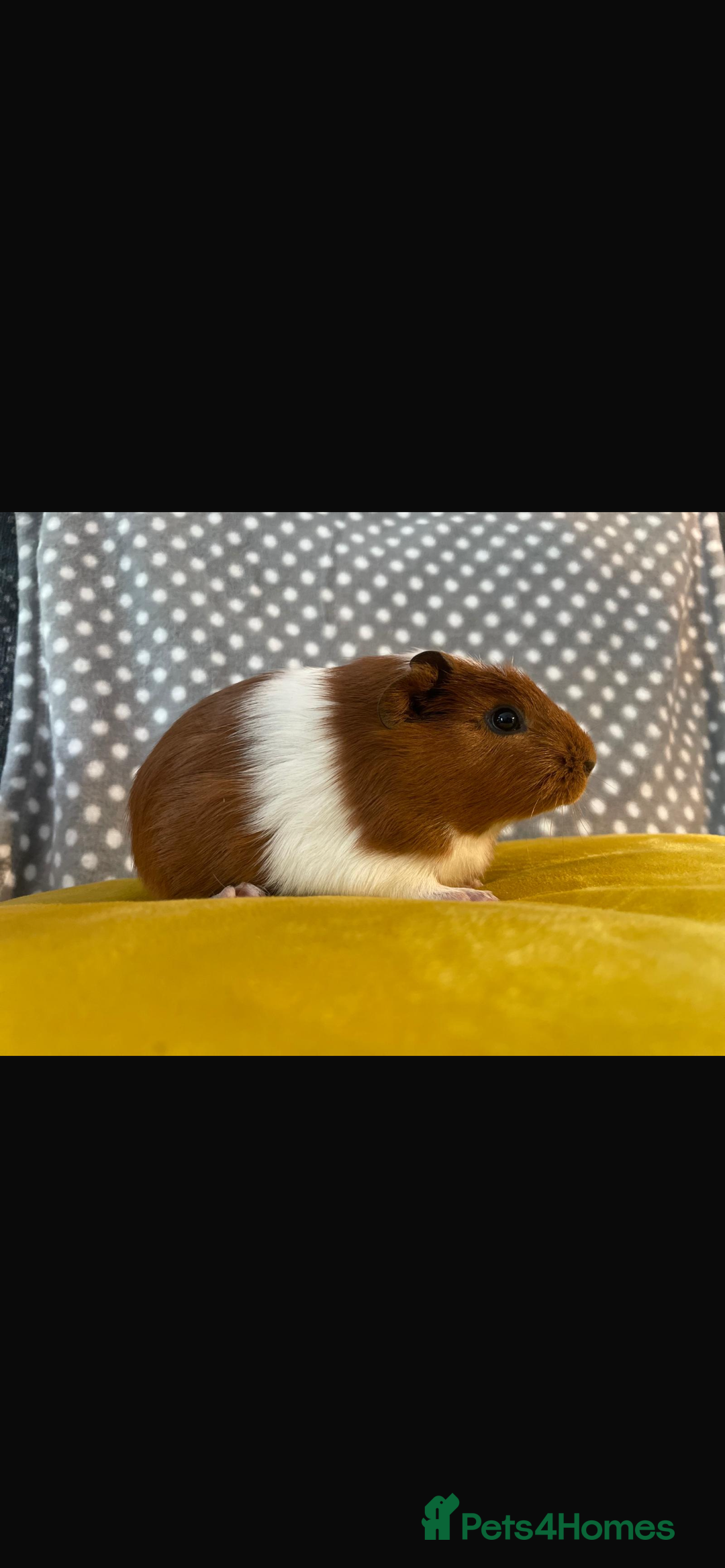 Guinea Pig rodents for sale: Sister guinea pigs  - Image 3