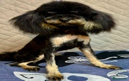 Miniature Poodle dogs for adoption: Lola: The Tiny Poodle Who Survived the Darkness - Image 5