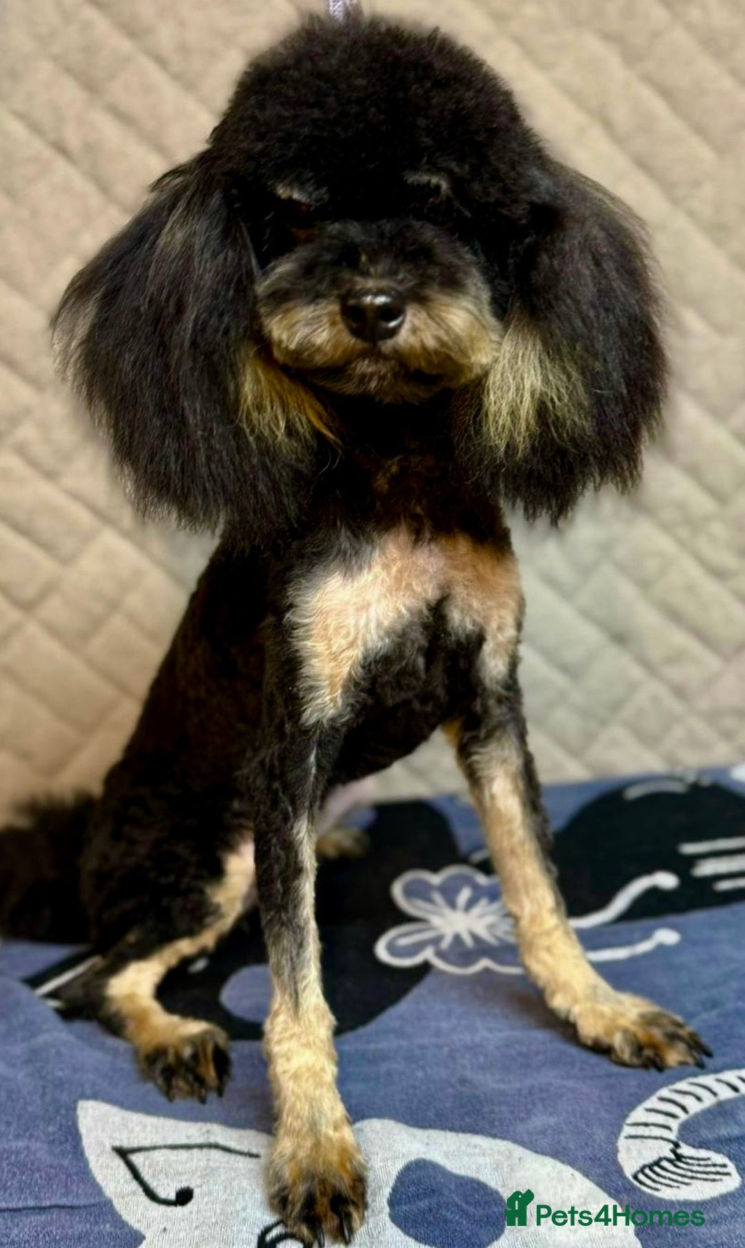 Miniature Poodle dogs for adoption: Lola: The Tiny Poodle Who Survived the Darkness - Image 5