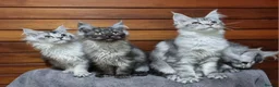Maine Coon cats for sale: GCCF registered pedigree Maine Coon Kittens  - Advert 2