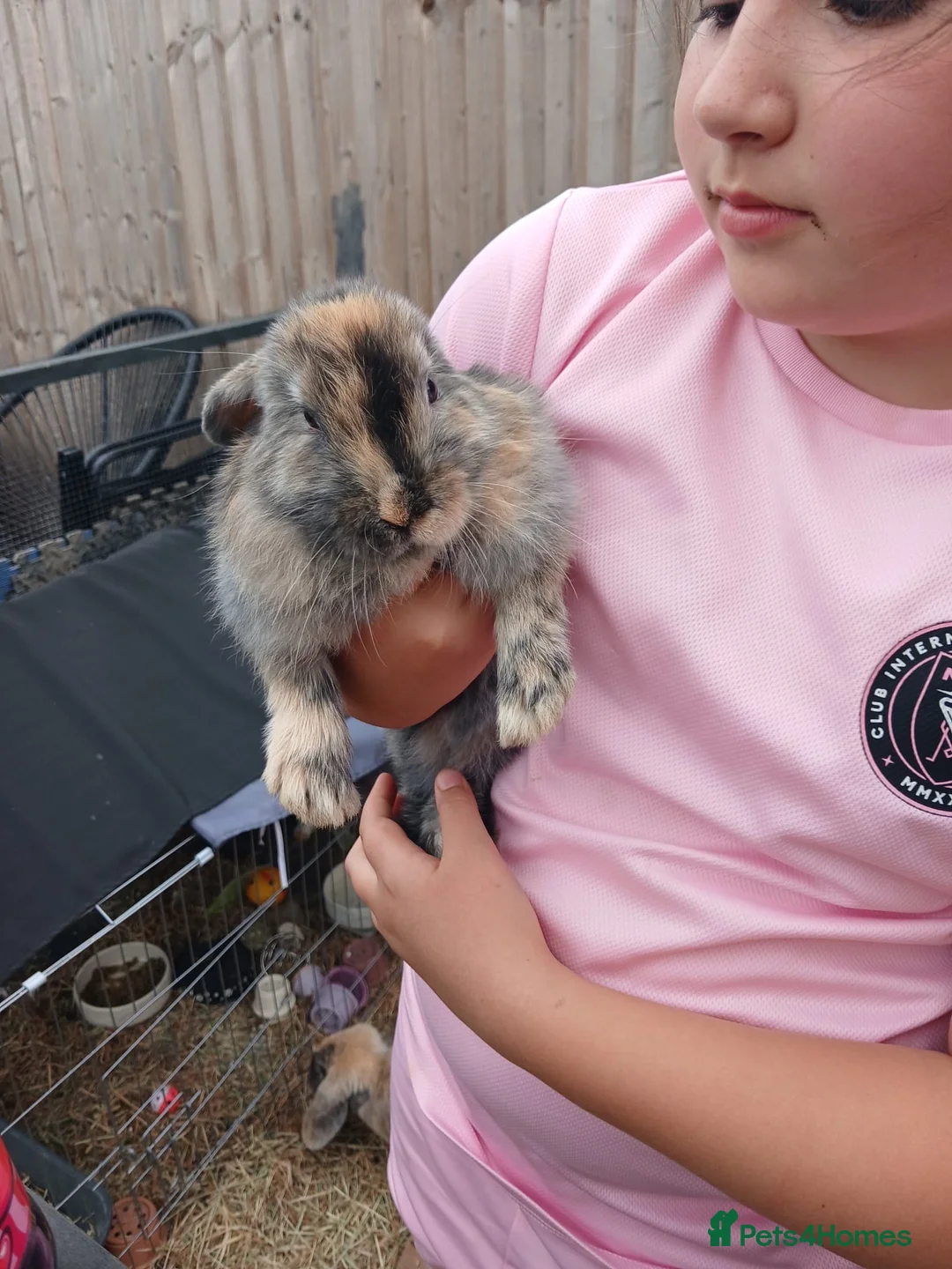 Mini Lop rabbits for sale: Beautiful boy mini lop in Swadlincote - Advert 1