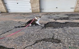 Mixed Breed cats for sale: 2 year old female  - Image 6