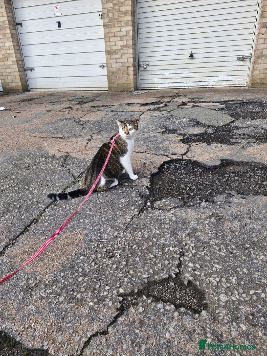 Mixed Breed cats for sale: 2 year old female  - Image 6