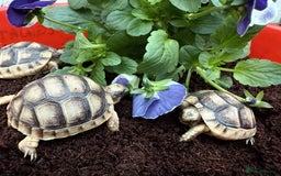 Tortoise reptiles for sale: Baby Marginateds tortoises for sale. Ready now  - Image 3
