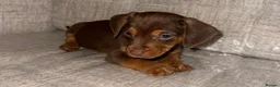 Mixed Breed dogs for sale: Daschund X puppies  - Advert 2