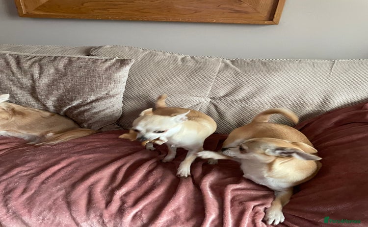 Chihuahua dogs - Advert 9