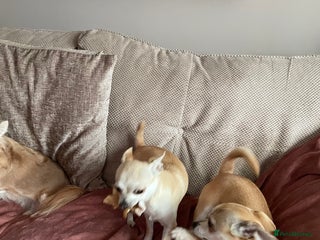 Chihuahua dogs Smooth coat make chihuahua brothers - Advert 21