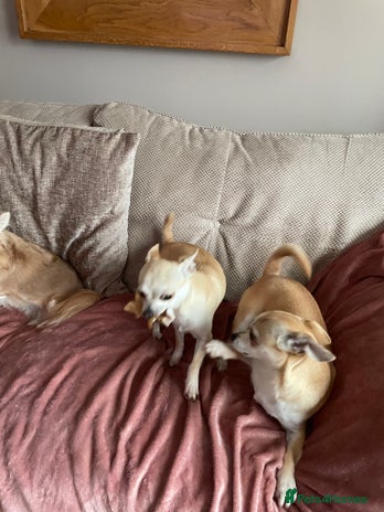 Chihuahua dogs - Advert 9