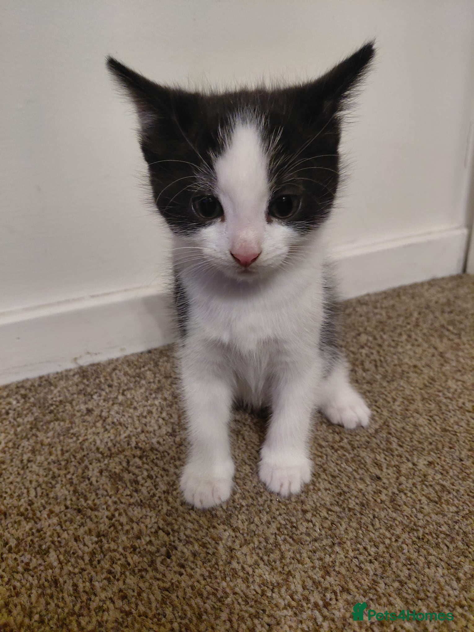 Mixed Breed cats Kittens black + black and white - Advert 4