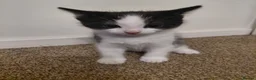 Mixed Breed cats for adoption: Kittens black + black and white - Advert 1