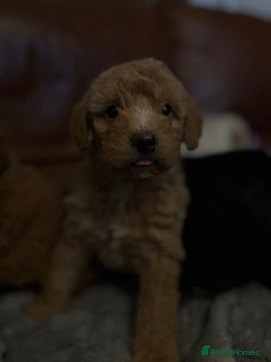 Labradoodle dogs for sale: F1b miniature labradoodles - Advert 8