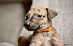 Whippet dogs for sale: KC Registered Whippet Puppies Scotland - Image 3