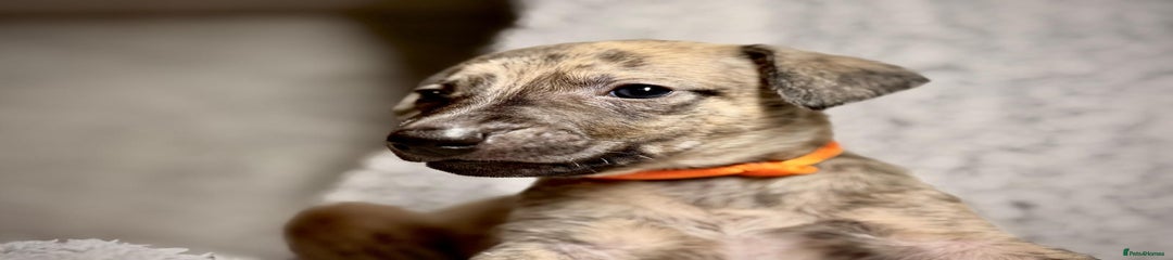 Whippet Puppy 1