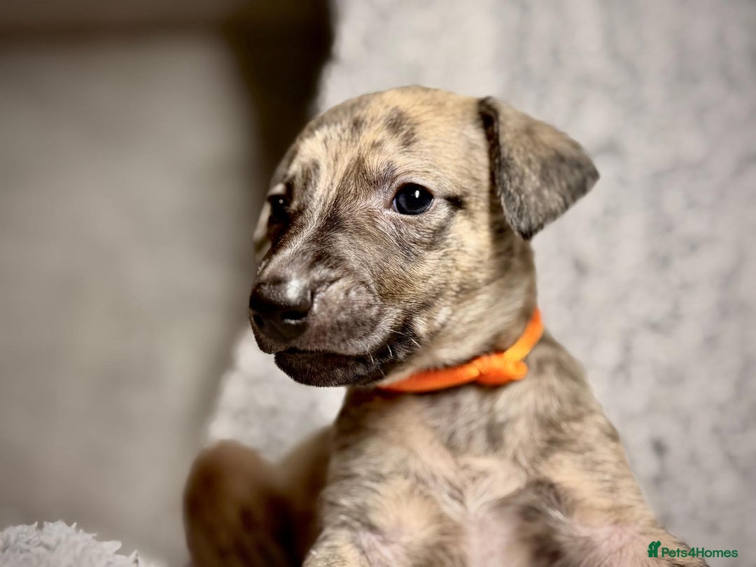 Whippet dogs for sale: KC Registered Whippet Puppies Scotland - Image 3