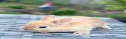 Netherland Dwarf rabbits for sale: Ready for New Home Purebred Netherland Dwarf  - Advert 5