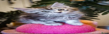 Maine Coon Kitten 6
