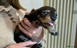 Dachshund dogs for sale: KC reg Standard Wire Haired Dachshunds - Image 10