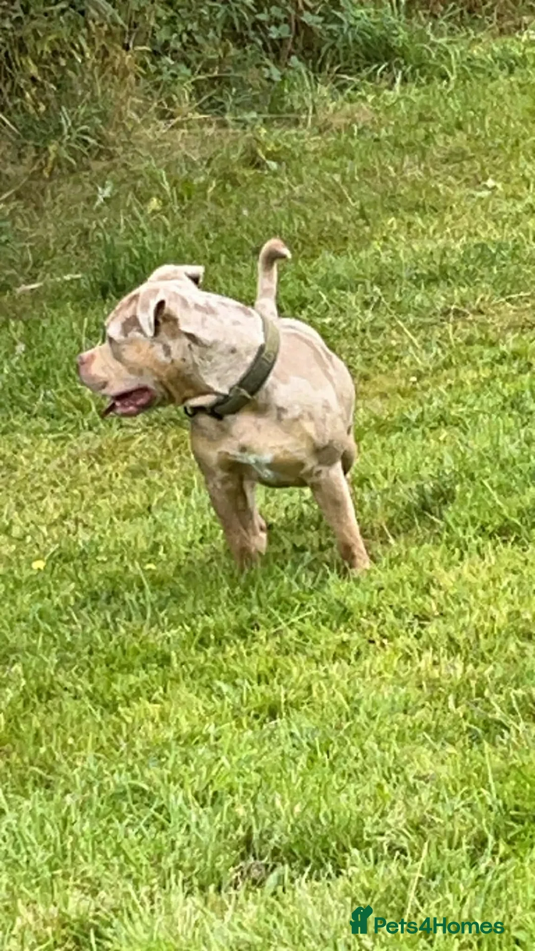 Mixed Breed dogs for sale: Ghost for rehome - Advert 12
