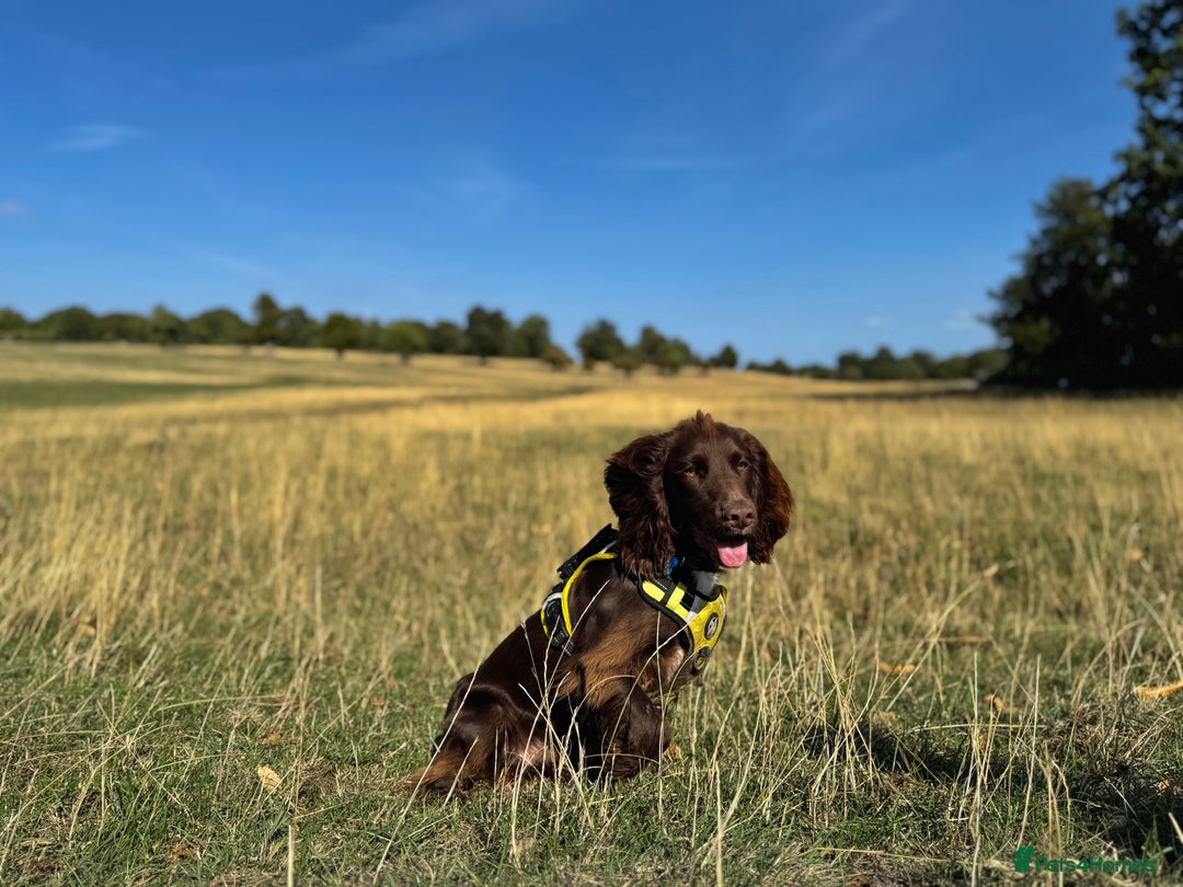 Cocker Spaniel dogs for sale: Chocolate Cocker  - Advert 7