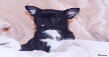 Chihuahua dogs - Advert 4