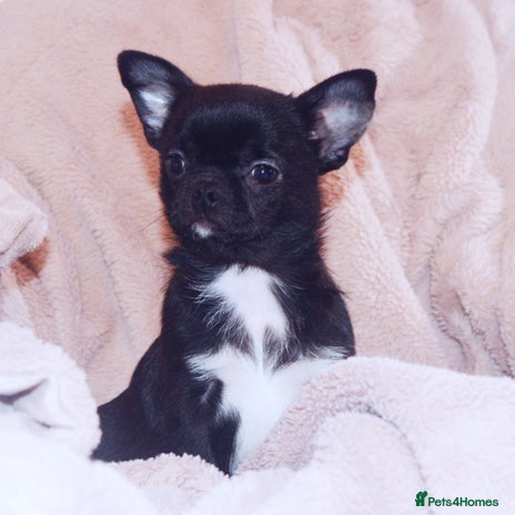 Chihuahua dogs - Advert 2