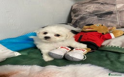 Bichon Frise dogs for sale: Beautiful Bichon Frise Puppies - Image 6
