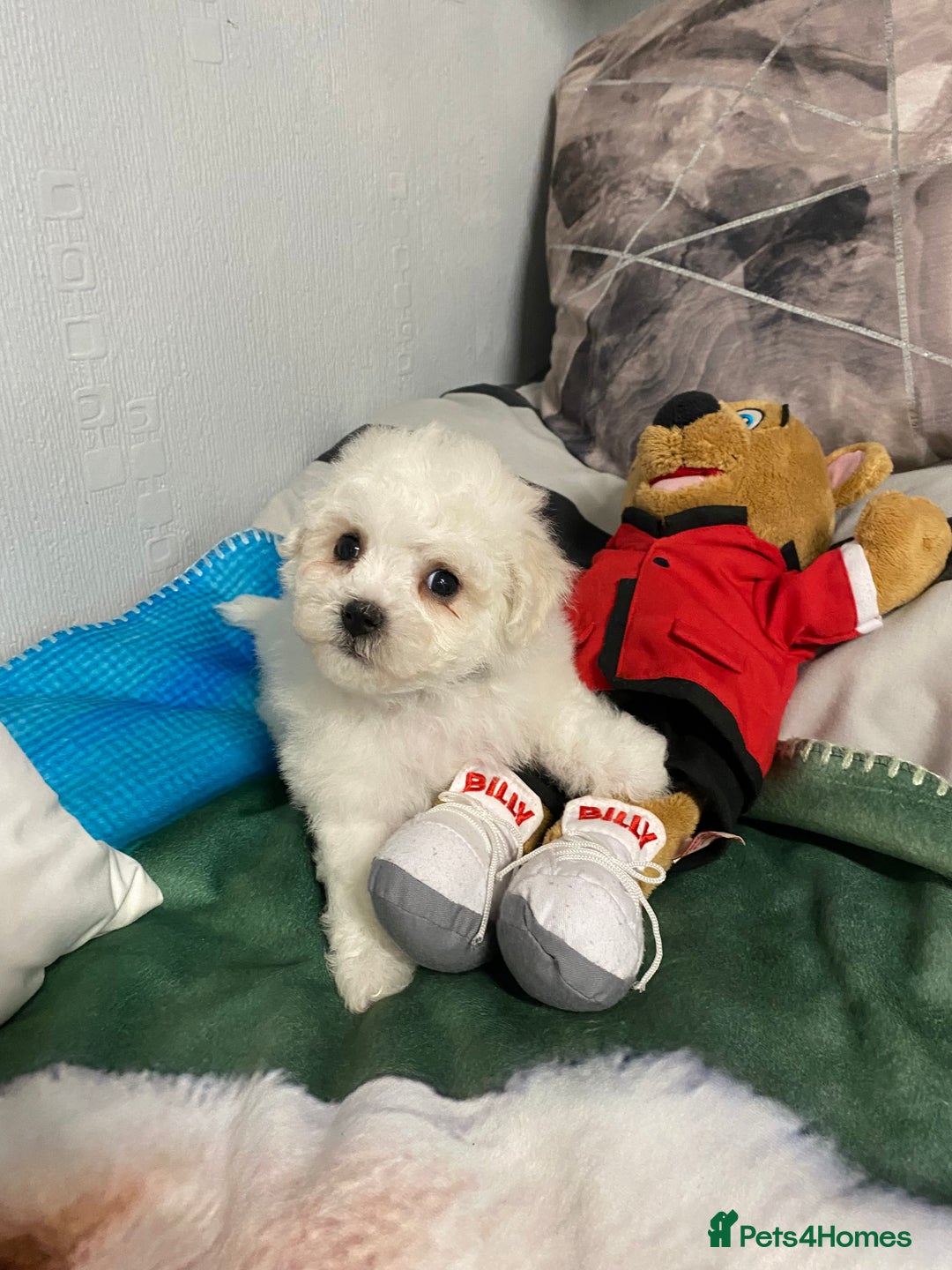 Bichon Frise dogs for sale: Beautiful Bichon Frise Puppies - Image 6