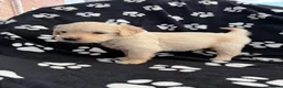 Golden Retriever dogs for sale: Kennel Club Health Tested Golden Retriever Puppies - Advert 38
