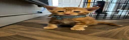 Mixed Breed cats for sale: 3 beautiful ginger kittens looking for 🏡🧡🫶🏻 - Advert 14