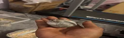 Hamster rodents for sale: Dwarf hamsters  - Advert 7