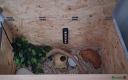 Corn Snake reptiles for sale: 2 Corn Snakes. Think 1 male & 1 female - Image 6