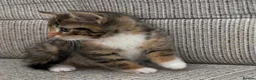 British Shorthair cats for sale: British Shorthair kittens. - Advert 10